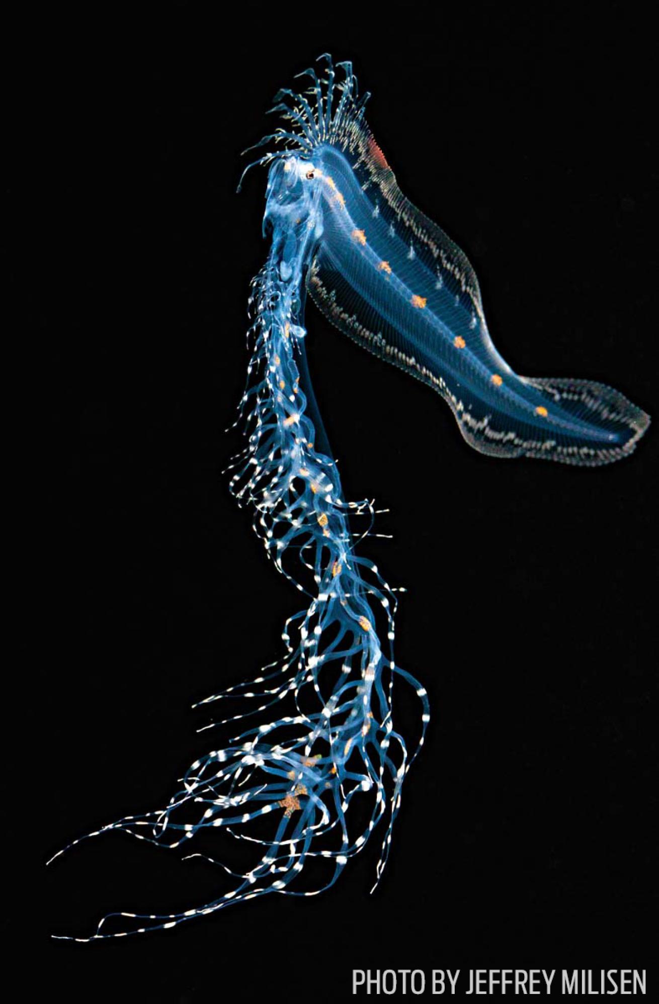 Larval cusk eel photo