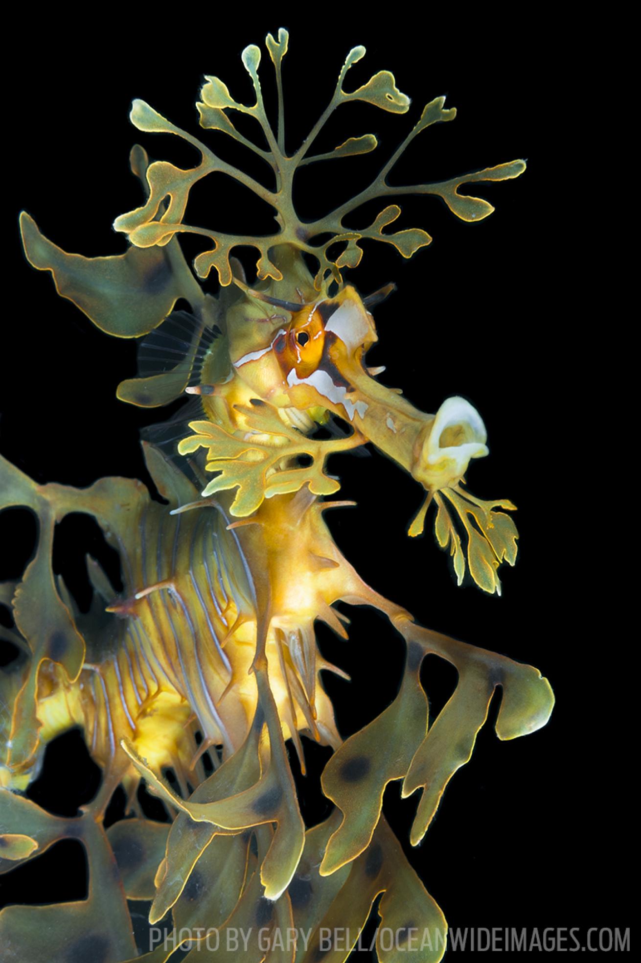 leafy seadragon australia