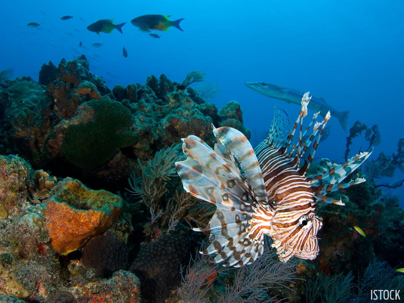 Invasive lionfish on the coral reefs of the Caribbean