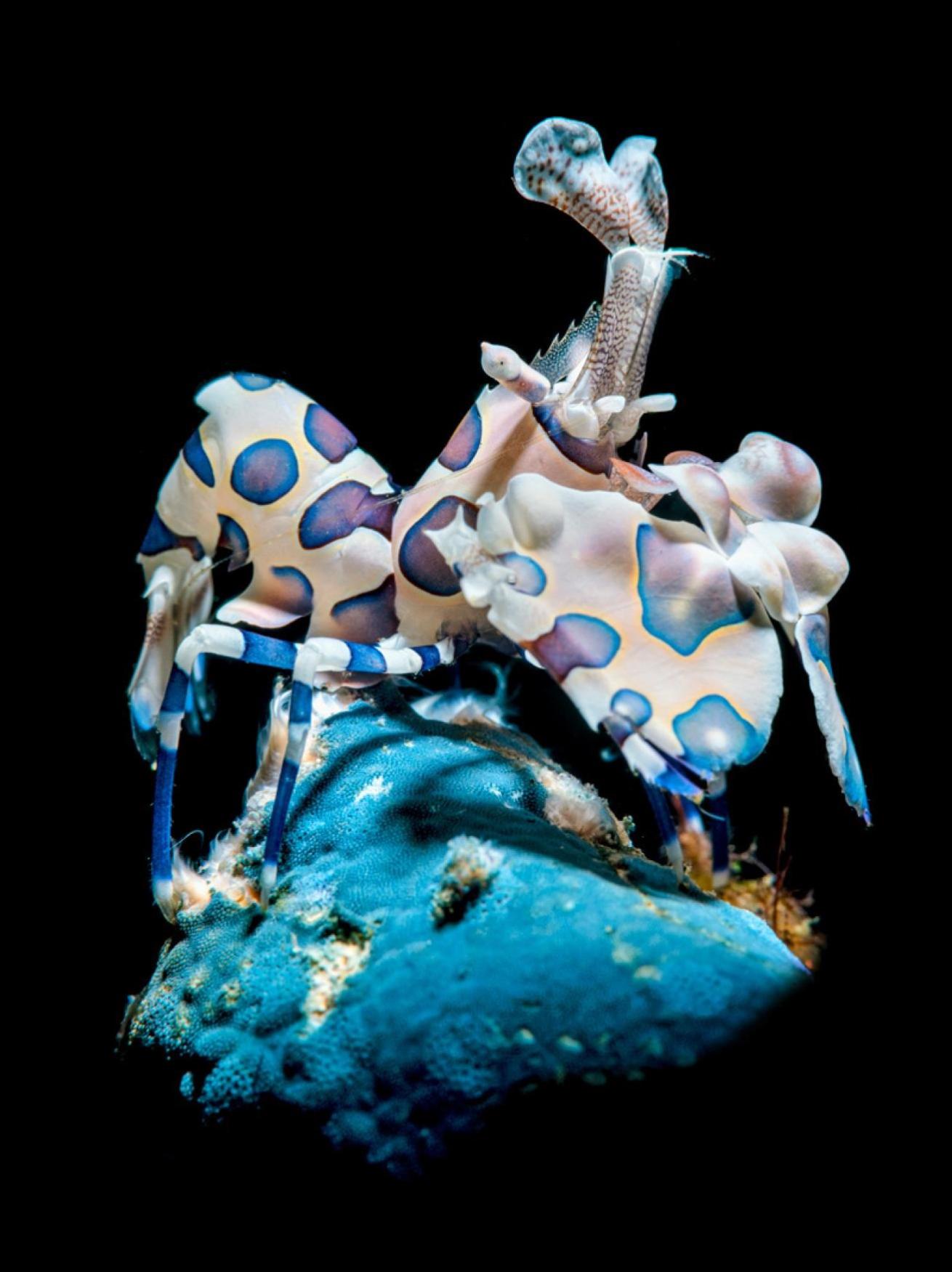  Harlequin Shrimp