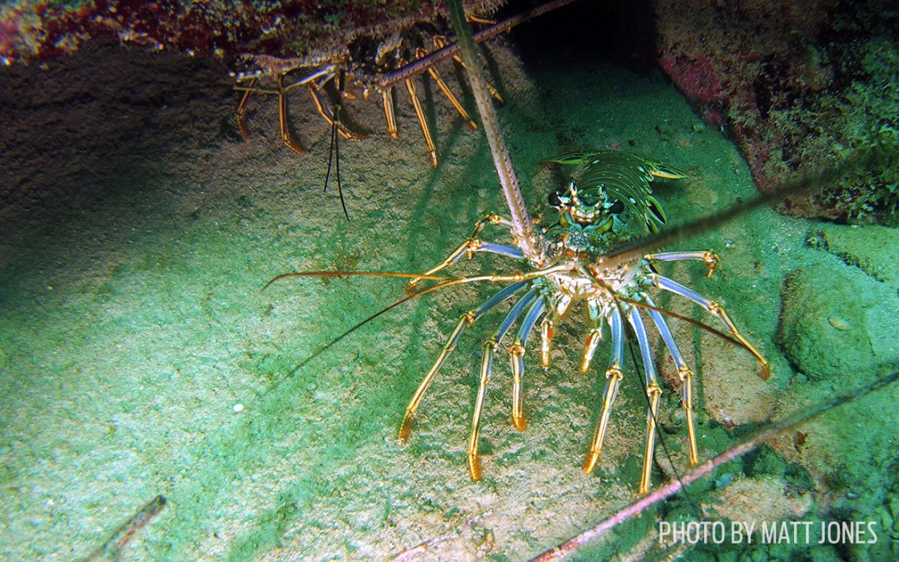 lobster florida