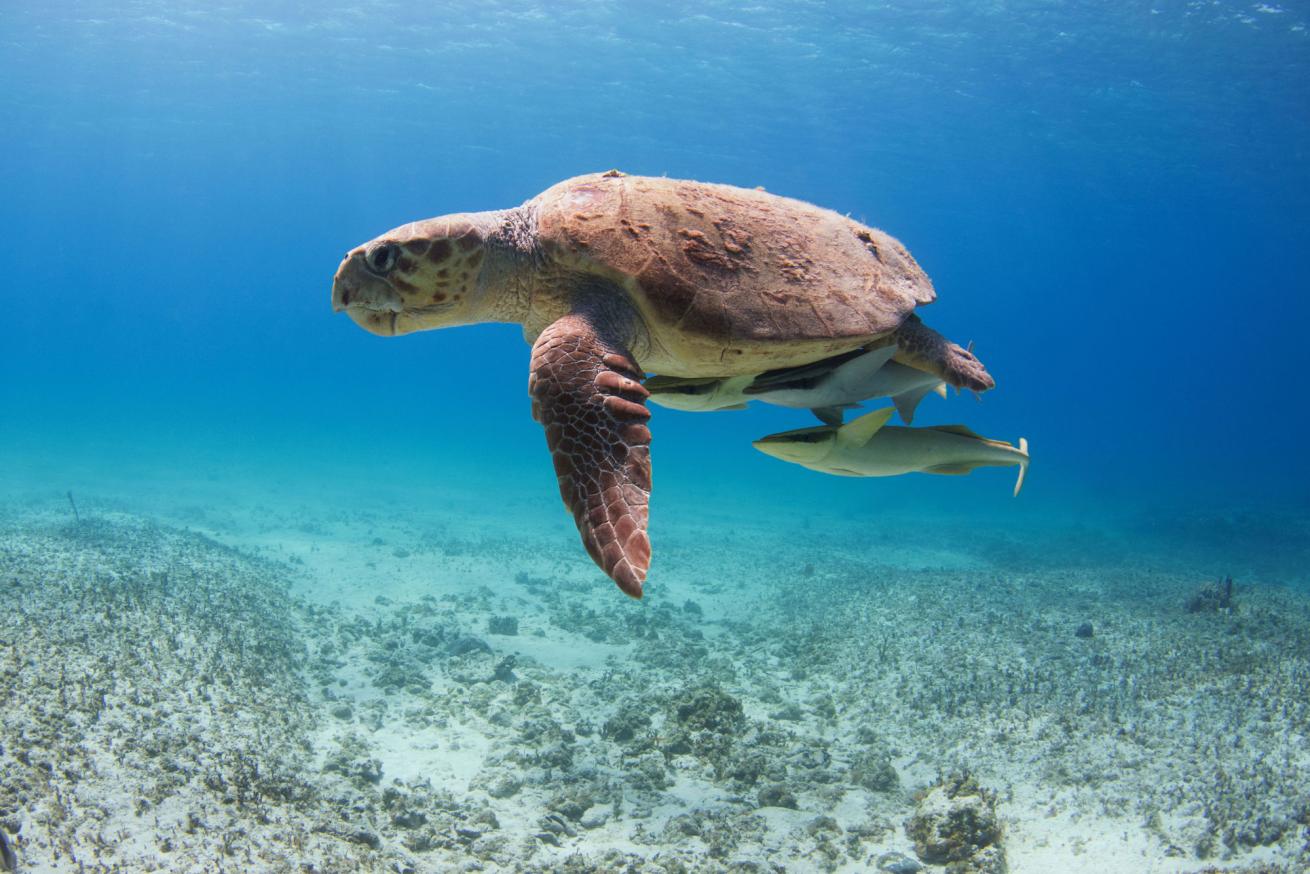 loggerhead turtle bahamas