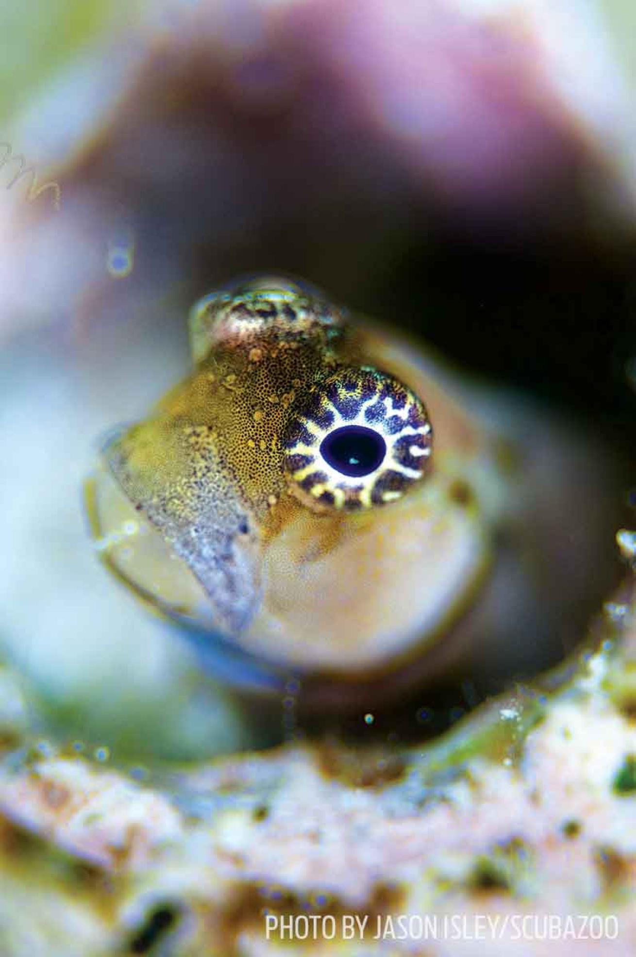 little combtooth blenny