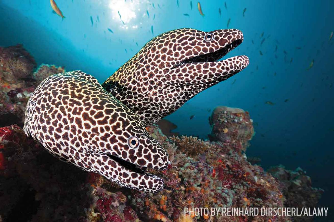 honeycomb moray eels Maldives scuba diving
