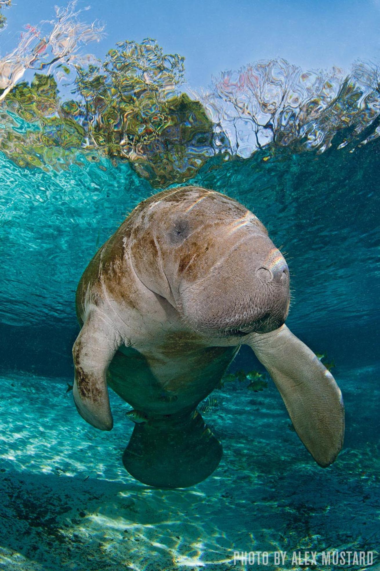 Underwater photo of manatee in Crystal River