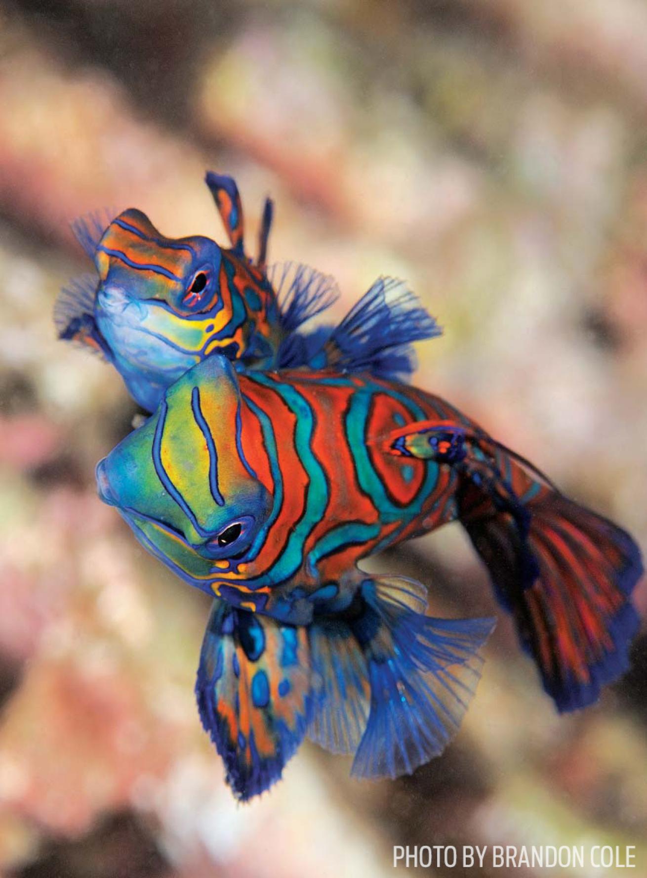 mandarin fish wakatobi scuba diving