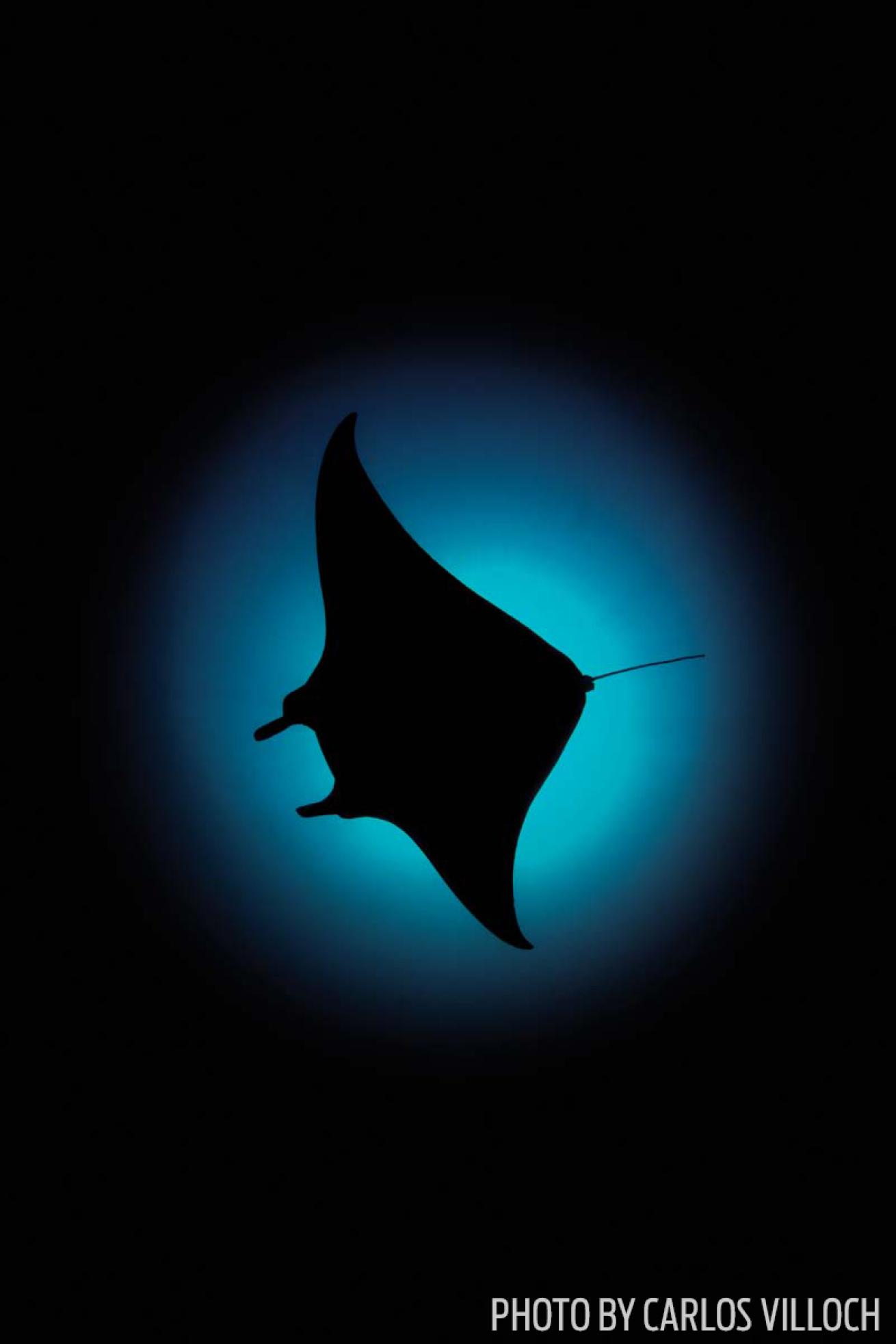 Manta silhouette maldives underwater