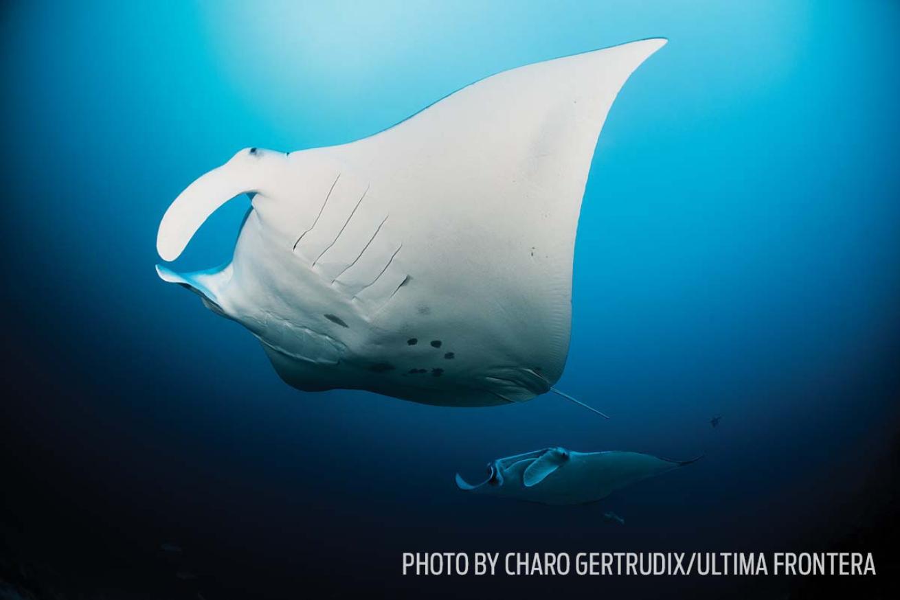 Manta rays maldives