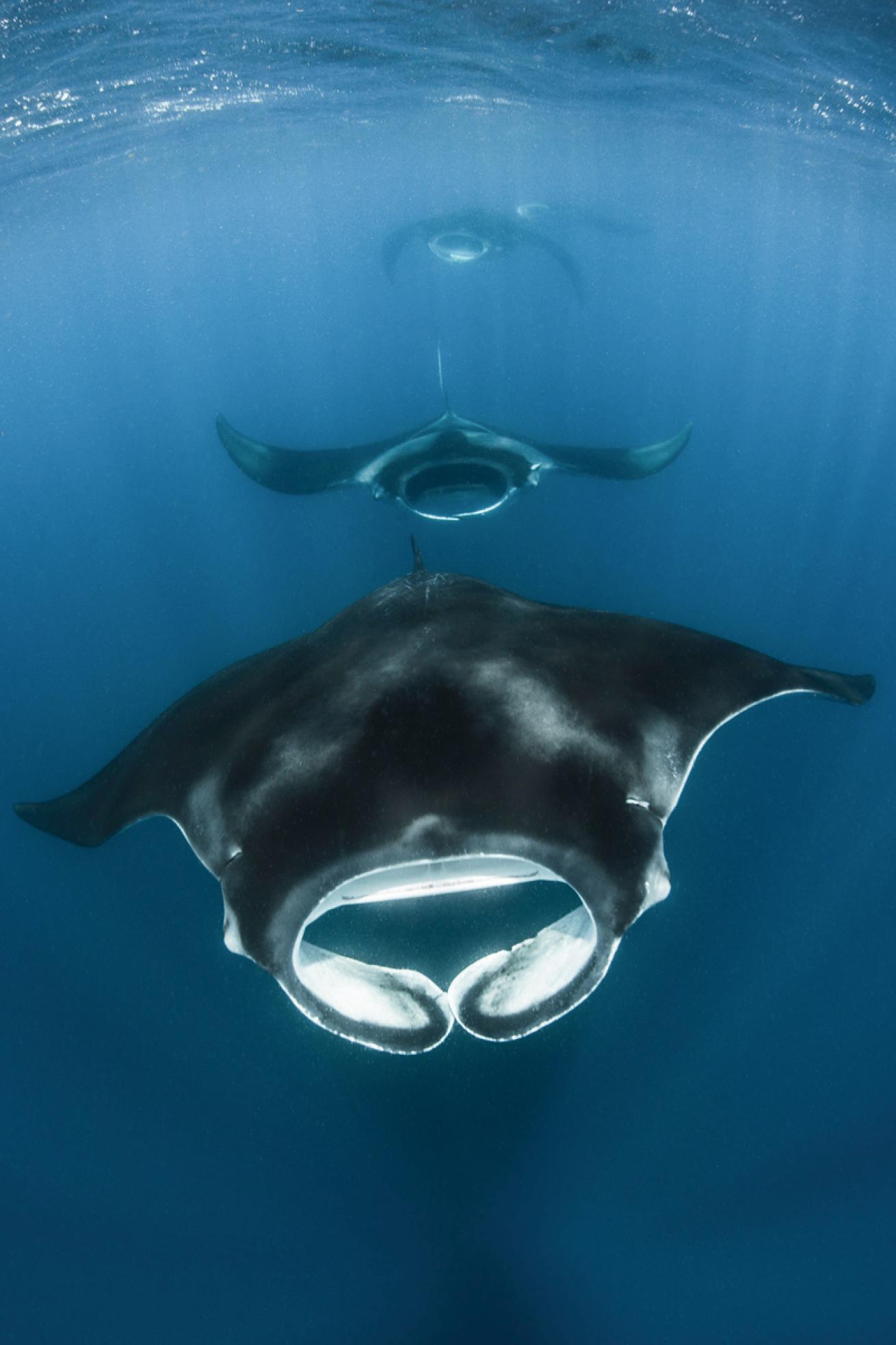 manta ray