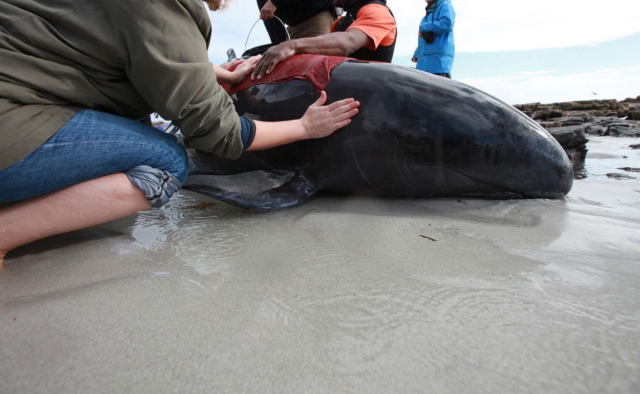 helping a stranded animal