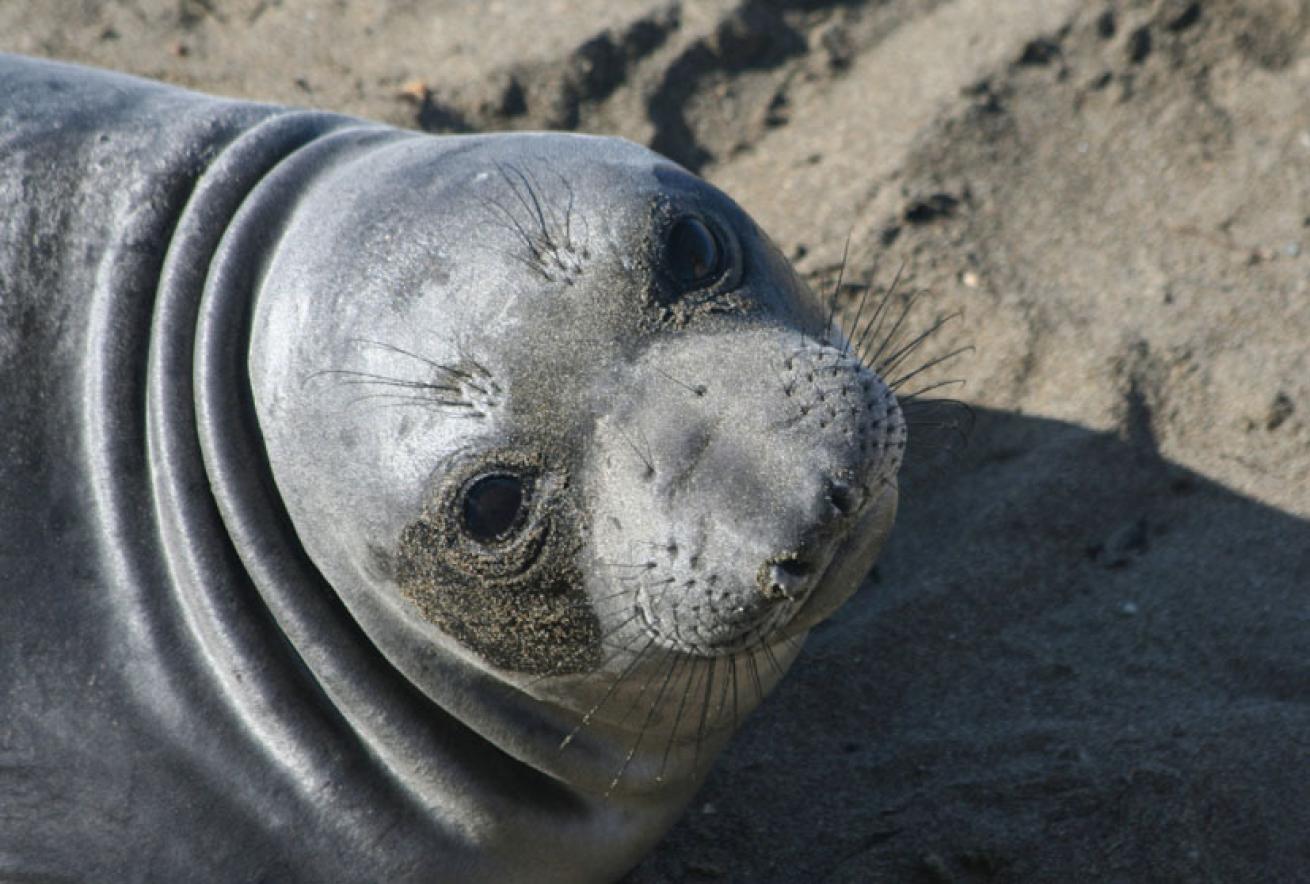 elephant seal