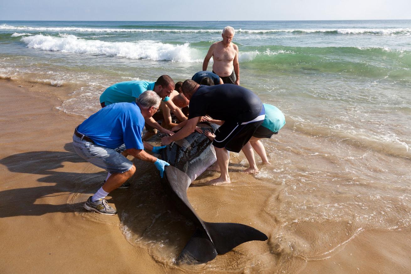 helping a stranded sperm whale