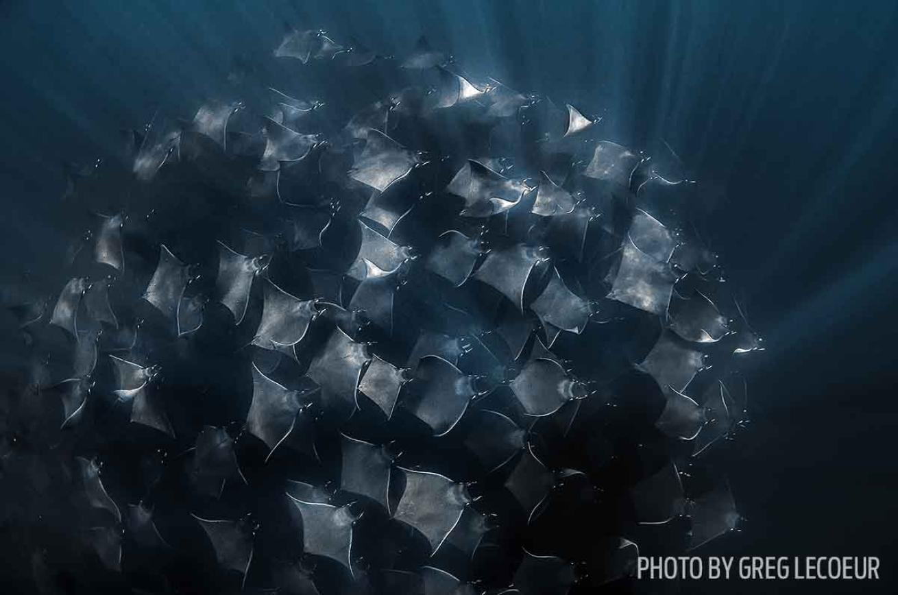 mobula rays swarm mexico pacific