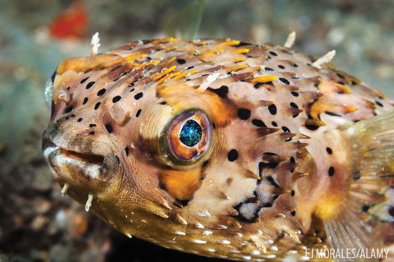 Balloonfish