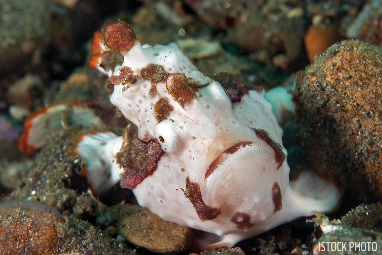 Frogfish Indonesia