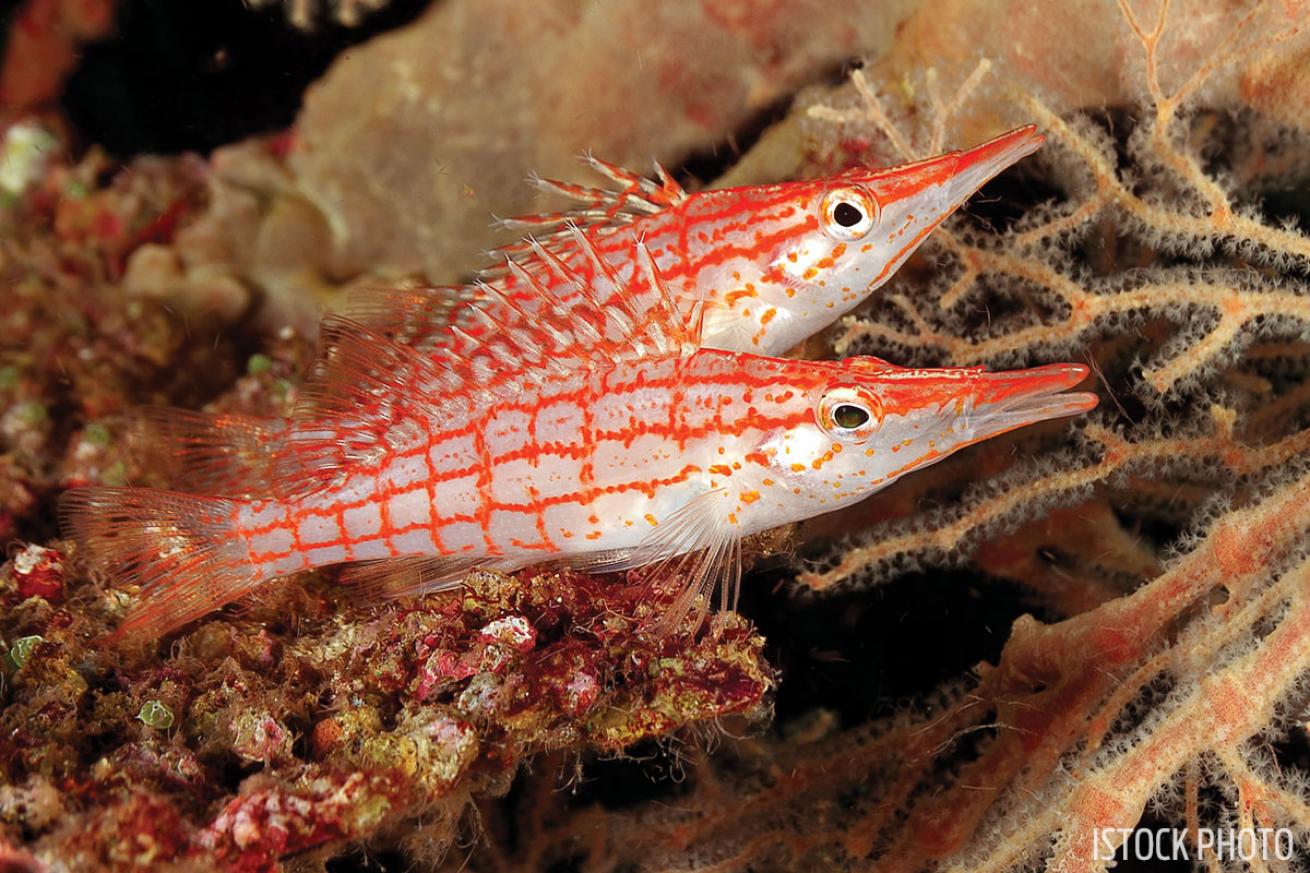 Hawkfish Muck Diving