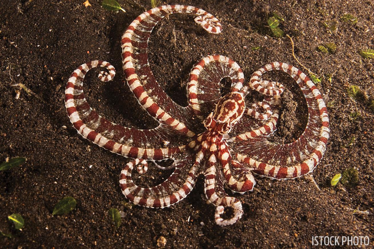 Mimic Octopus
