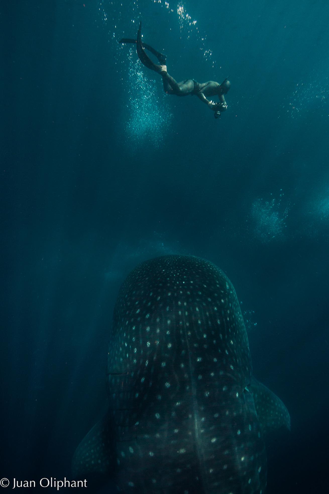 freediving whale shark galapagos 