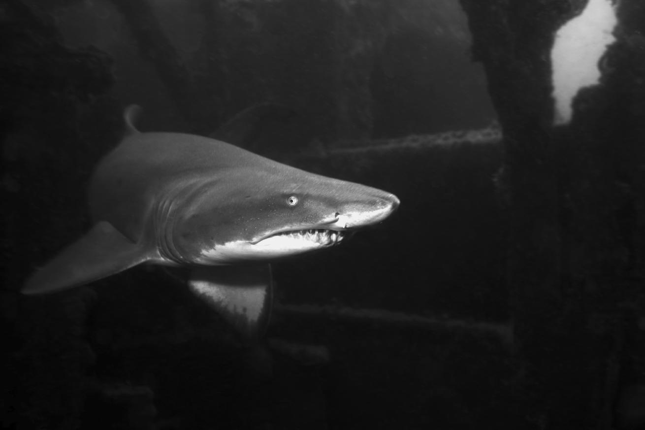 North Carolina sand tiger
