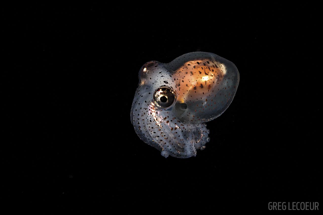 baby octopus