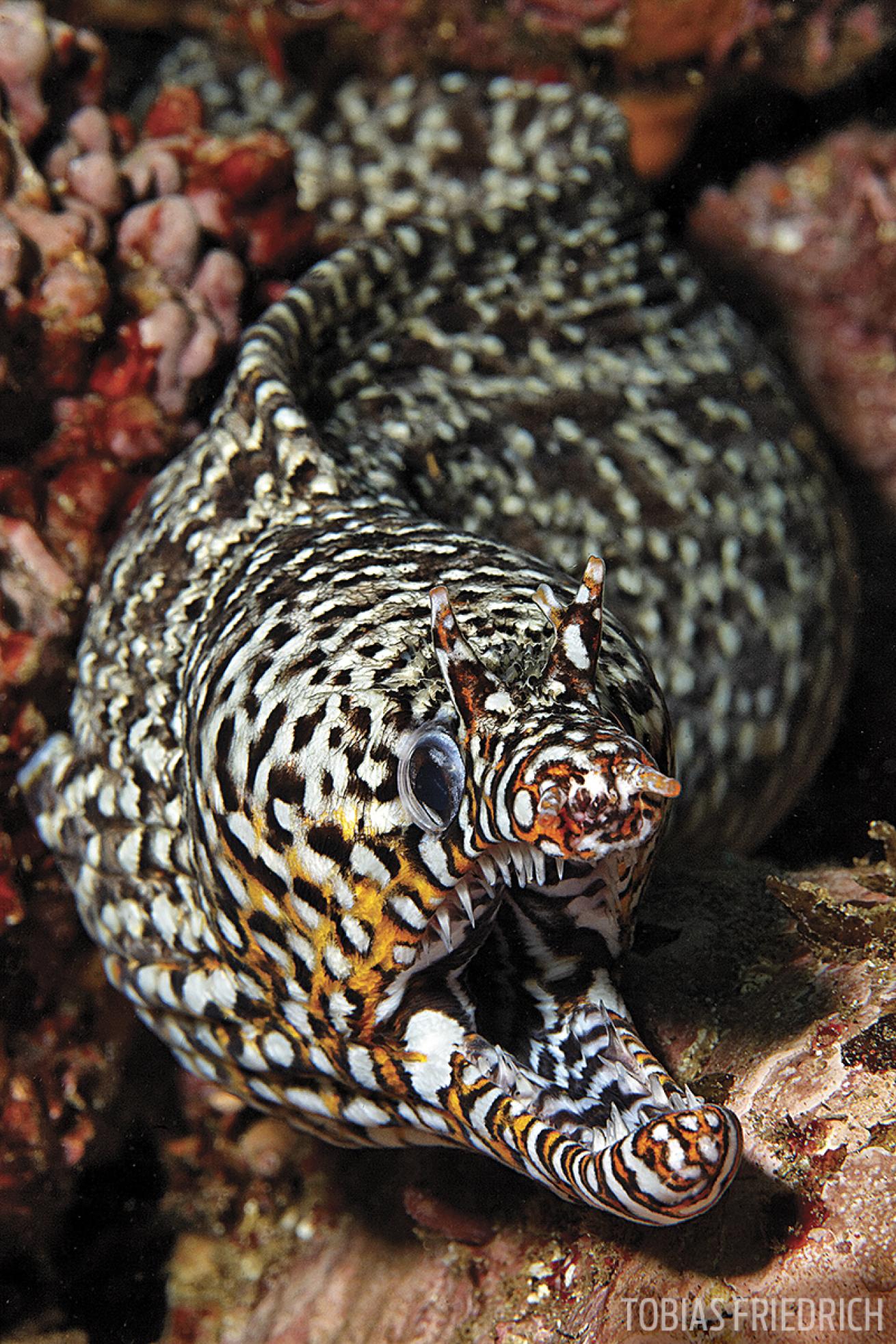 moray eel oman
