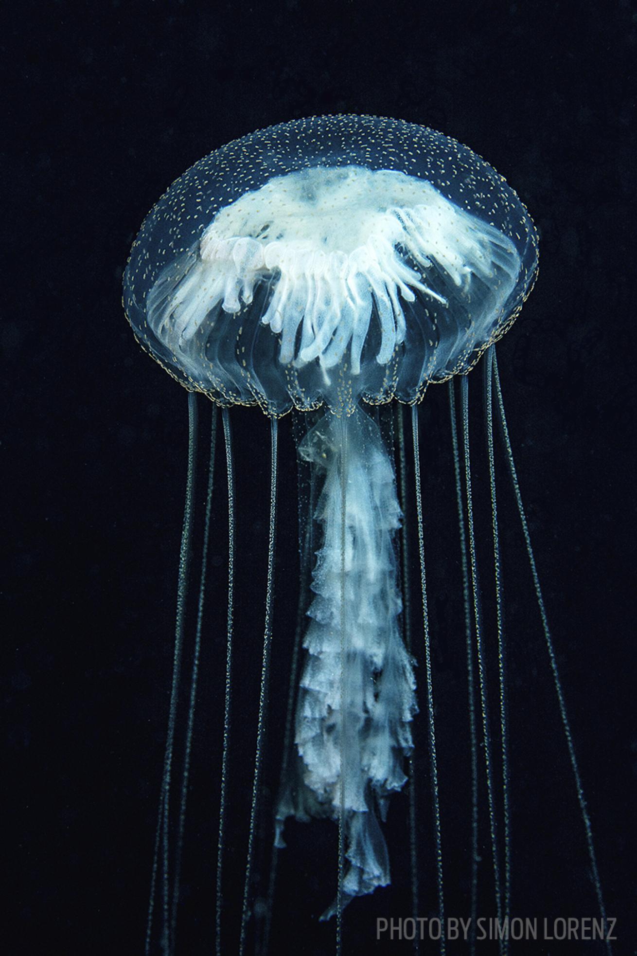 pelagic jellyfish palau