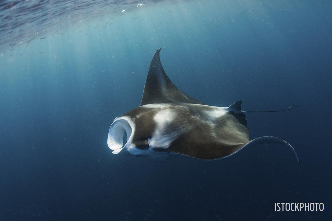 manta ray palau scuba diving