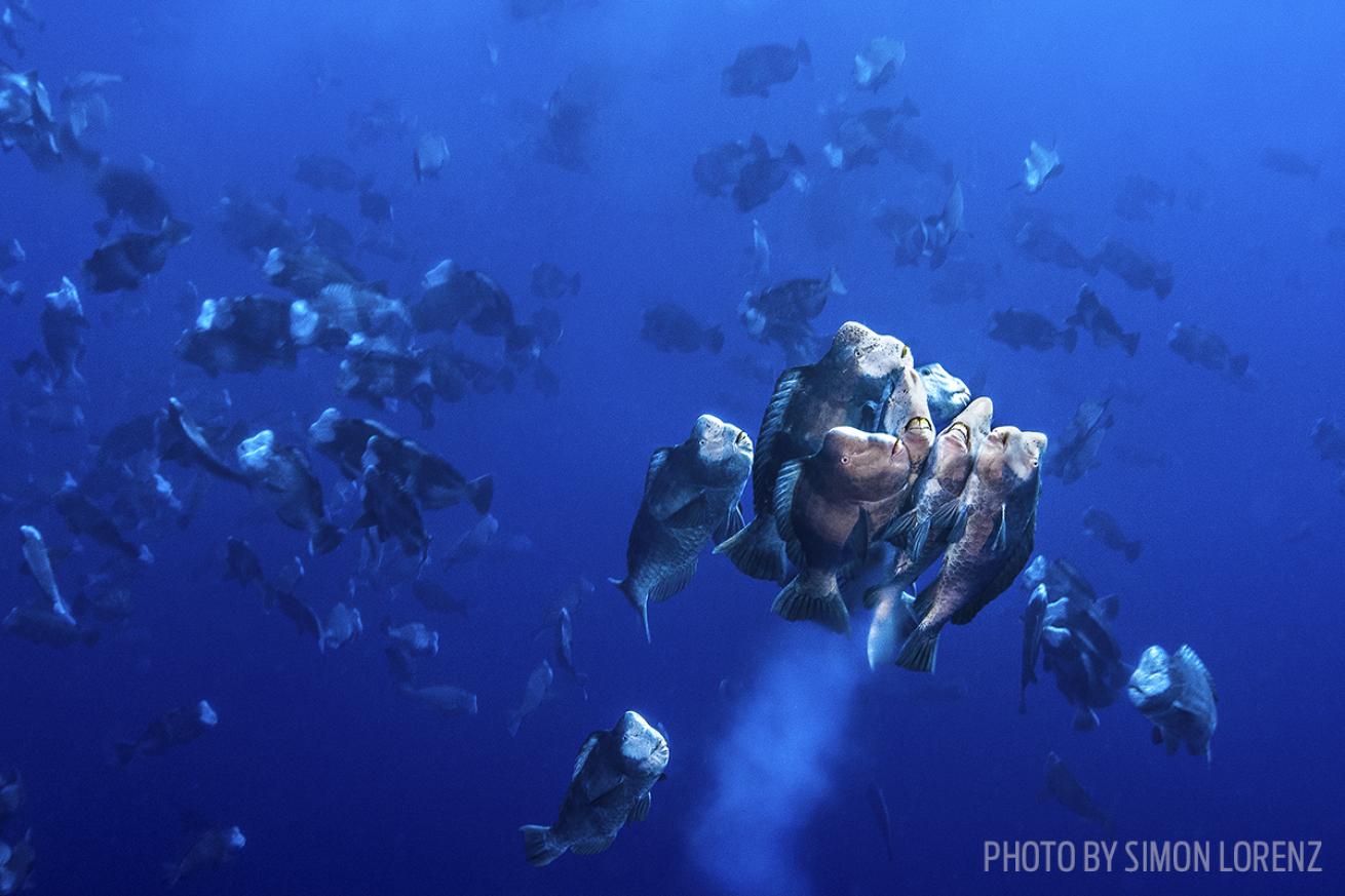 palau spawning