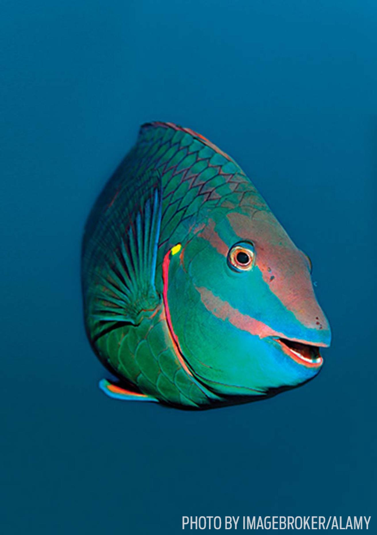 parrotfish fish id tips