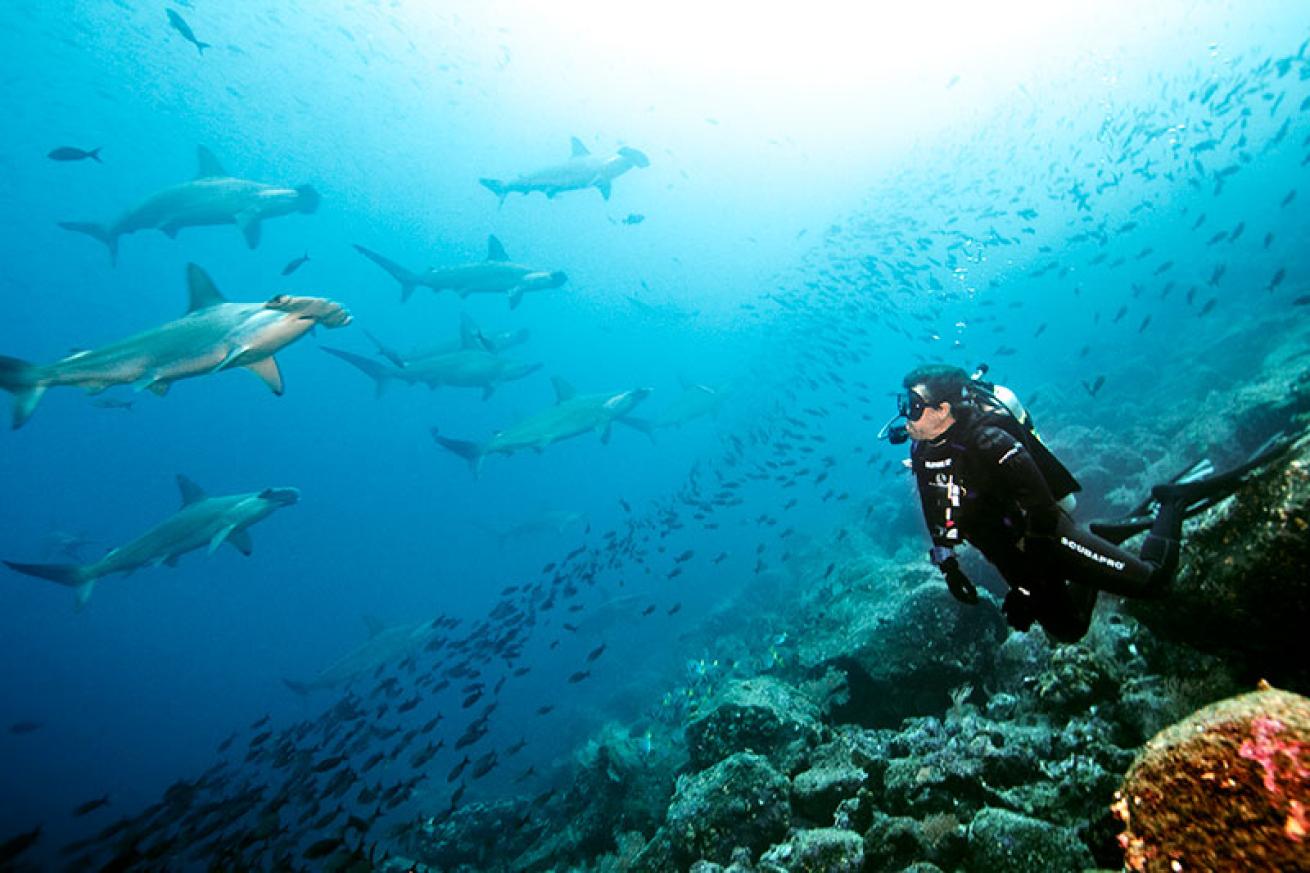 Peter Hughes with hammerhead sharks in the Galapagos