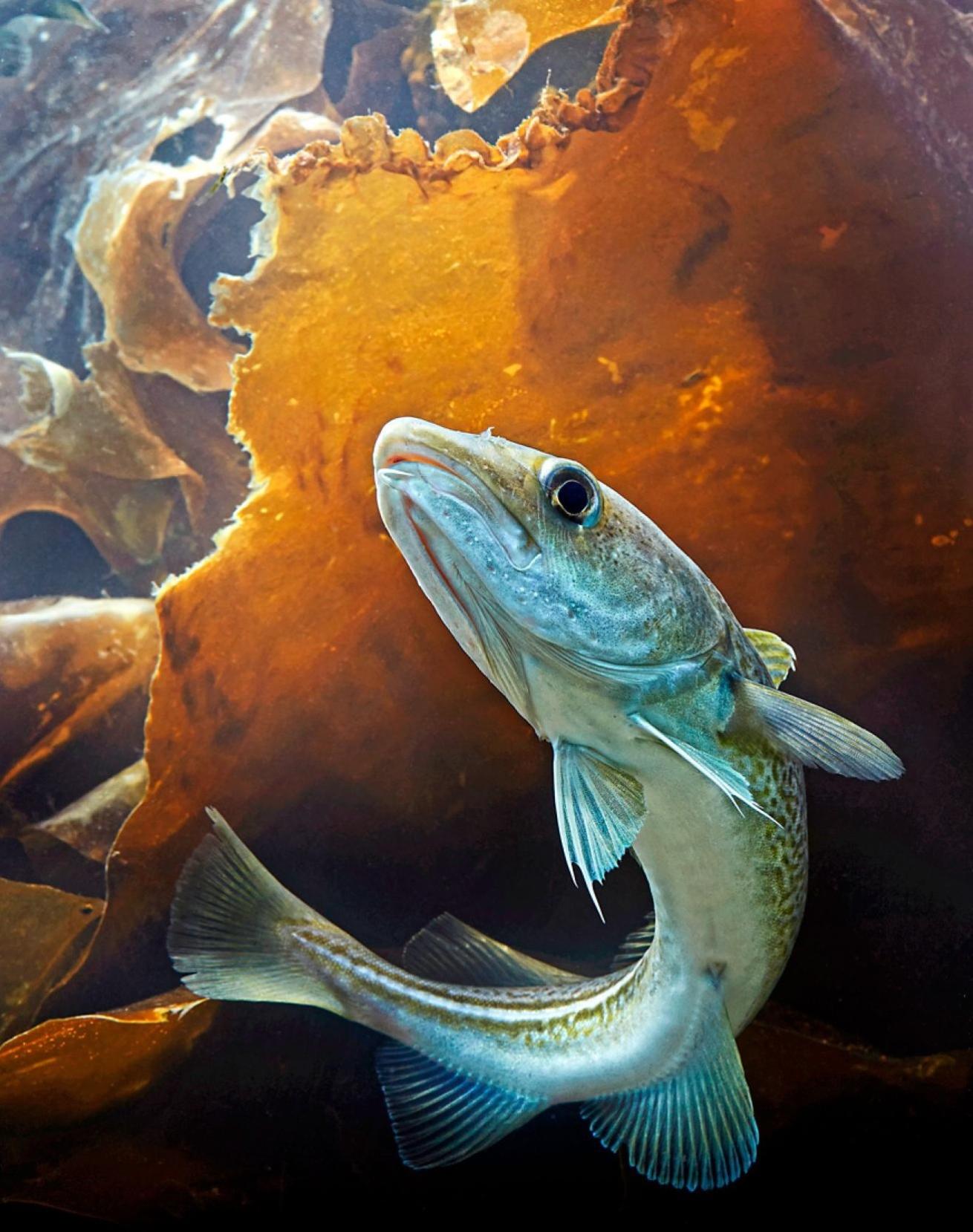 underwater image of Alaskan pollock