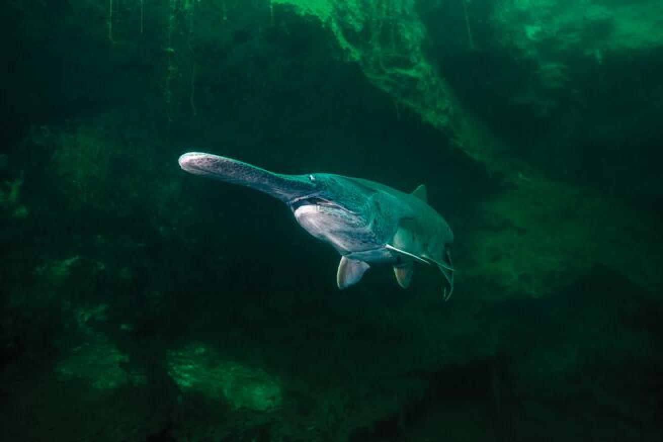 Loch Low-Minn quarry in Athens, Tennessee, is stocked with paddlefish