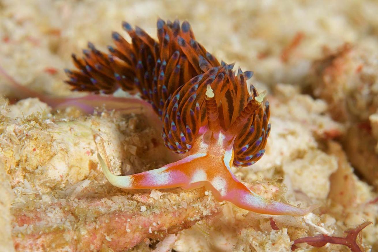 Raja Ampat
