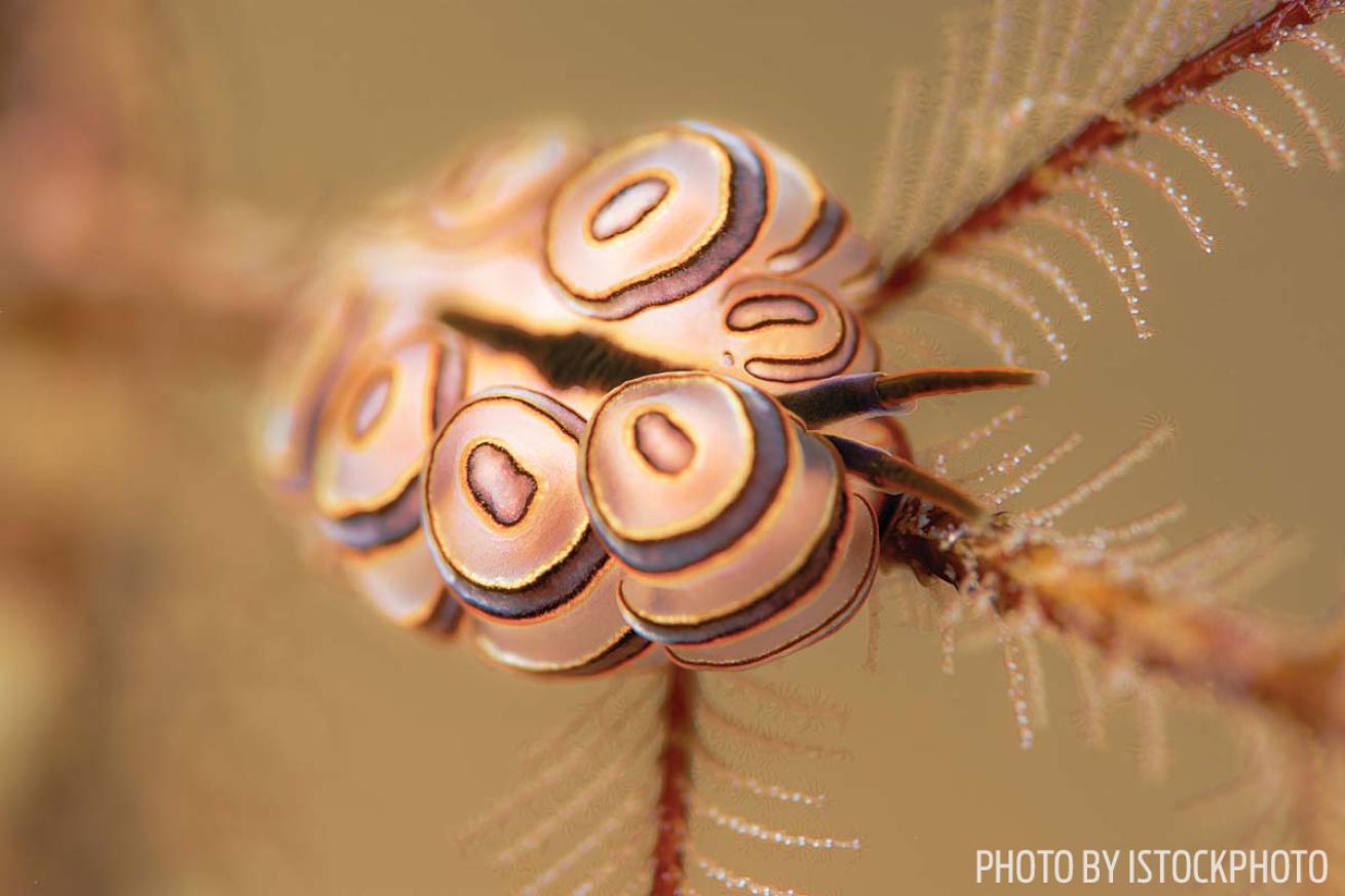 nudibranchs raja ampat
