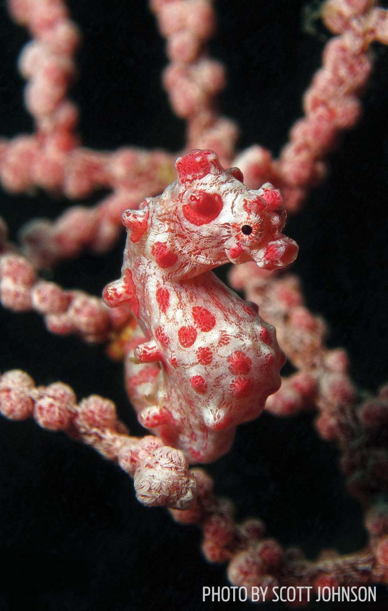 Pygmy seahorse raja ampat