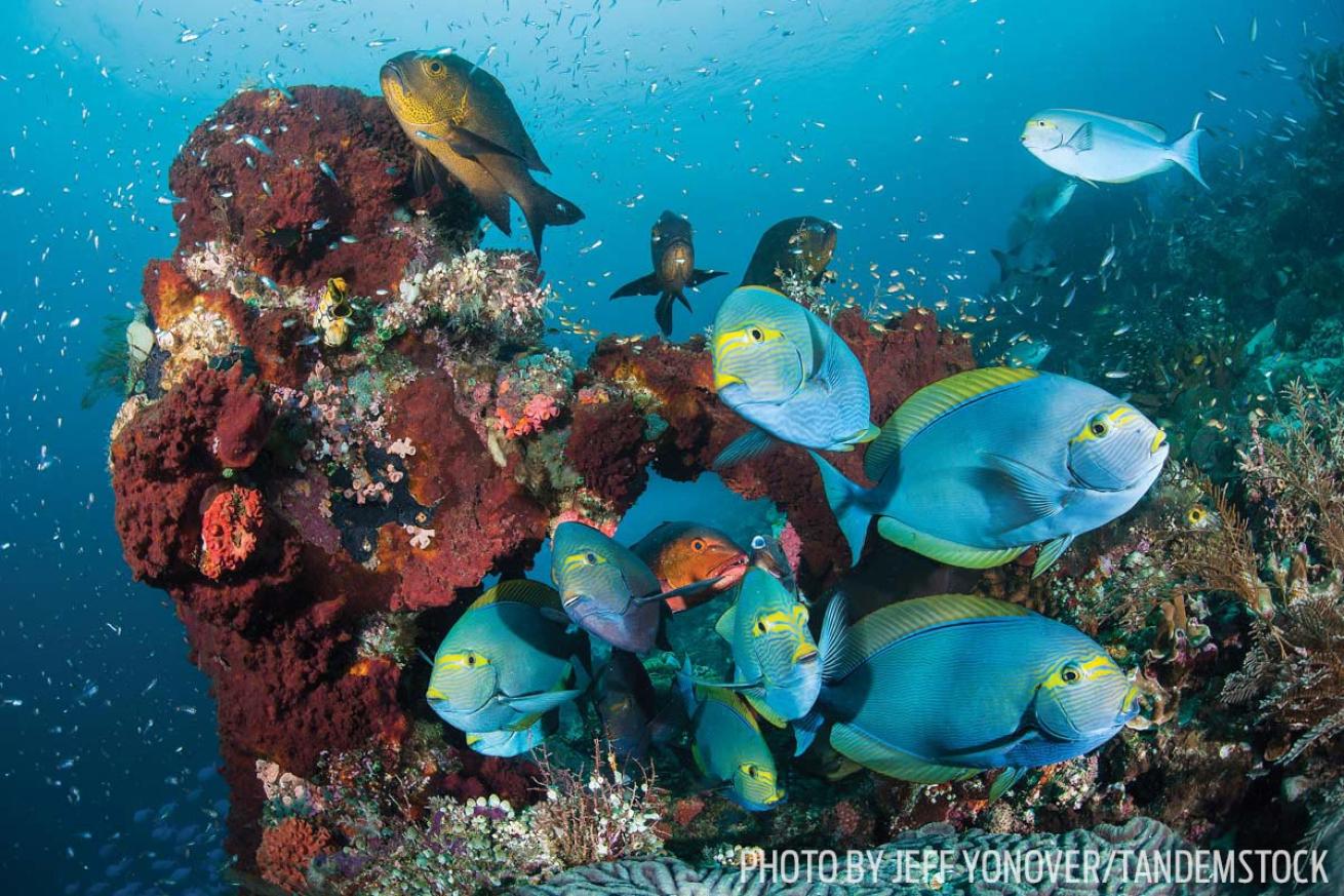 Raja Ampat coral fish scuba