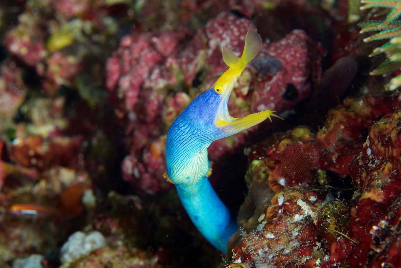Raja Ampat