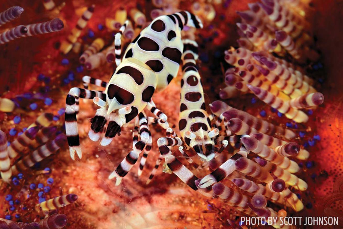 Coleman shrimp raja ampat scuba diving