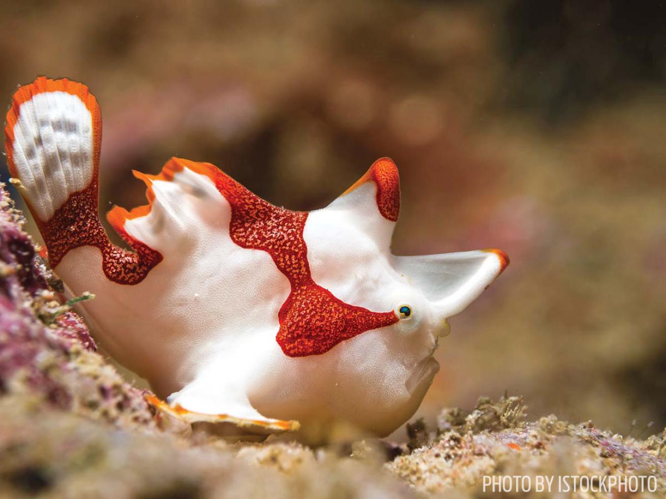 frogfish raja ampat