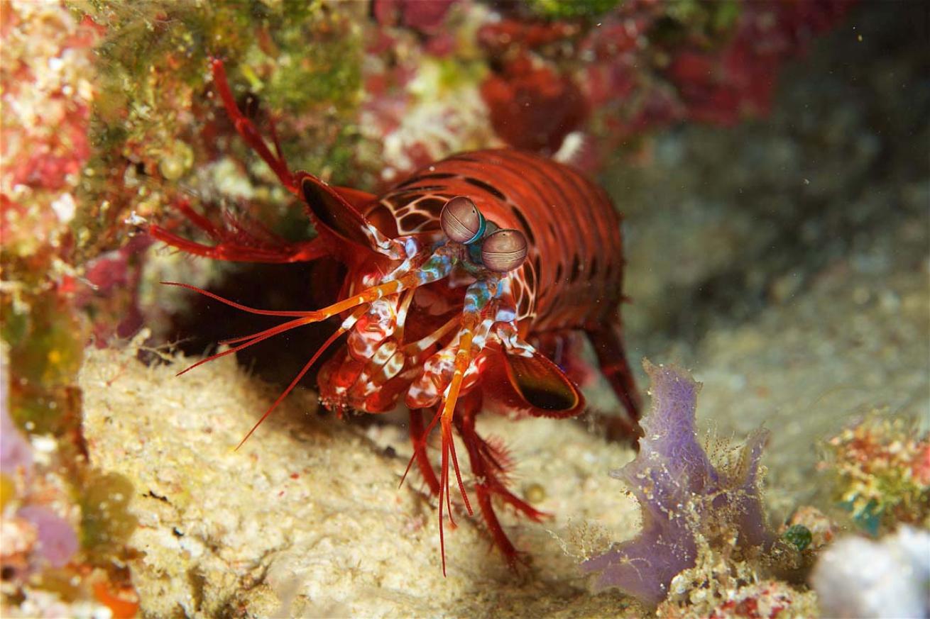 Mantis shrimp raja ampat