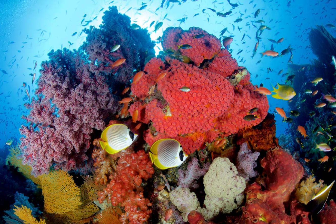 panda butterflyfish raja ampat