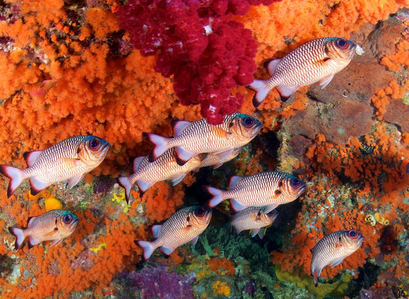 Raja Ampat