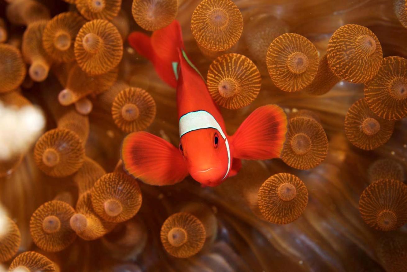 Raja Ampat