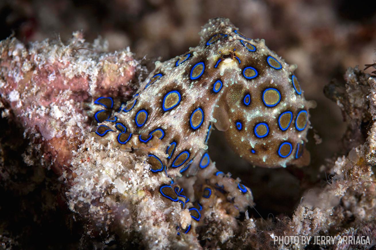 scuba diving with blue-ringed octopus in Raja Ampat