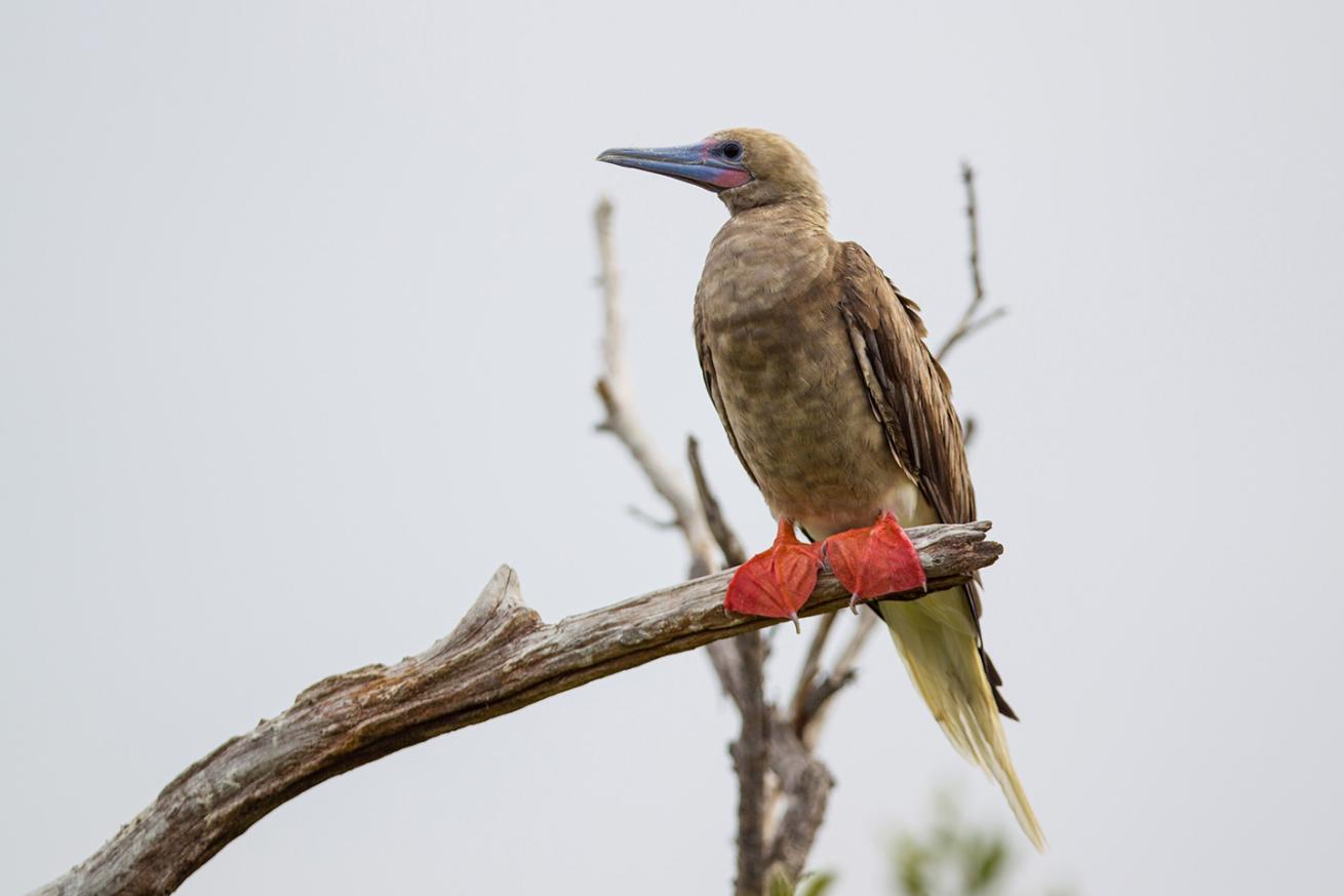 red-footed booby