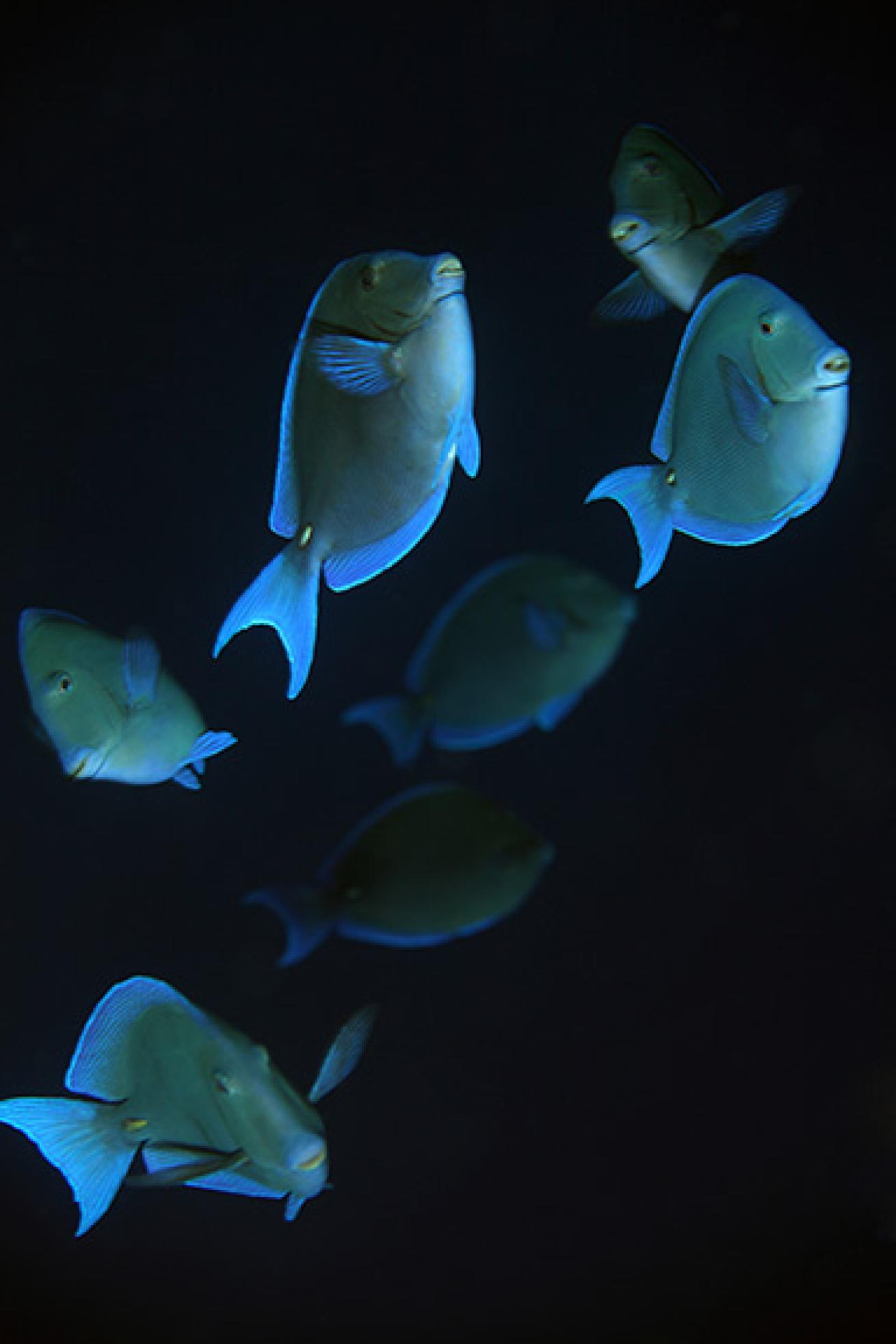 Blue tangs
