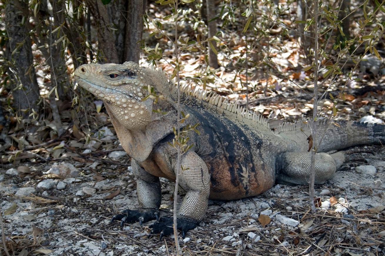 Rock iguana