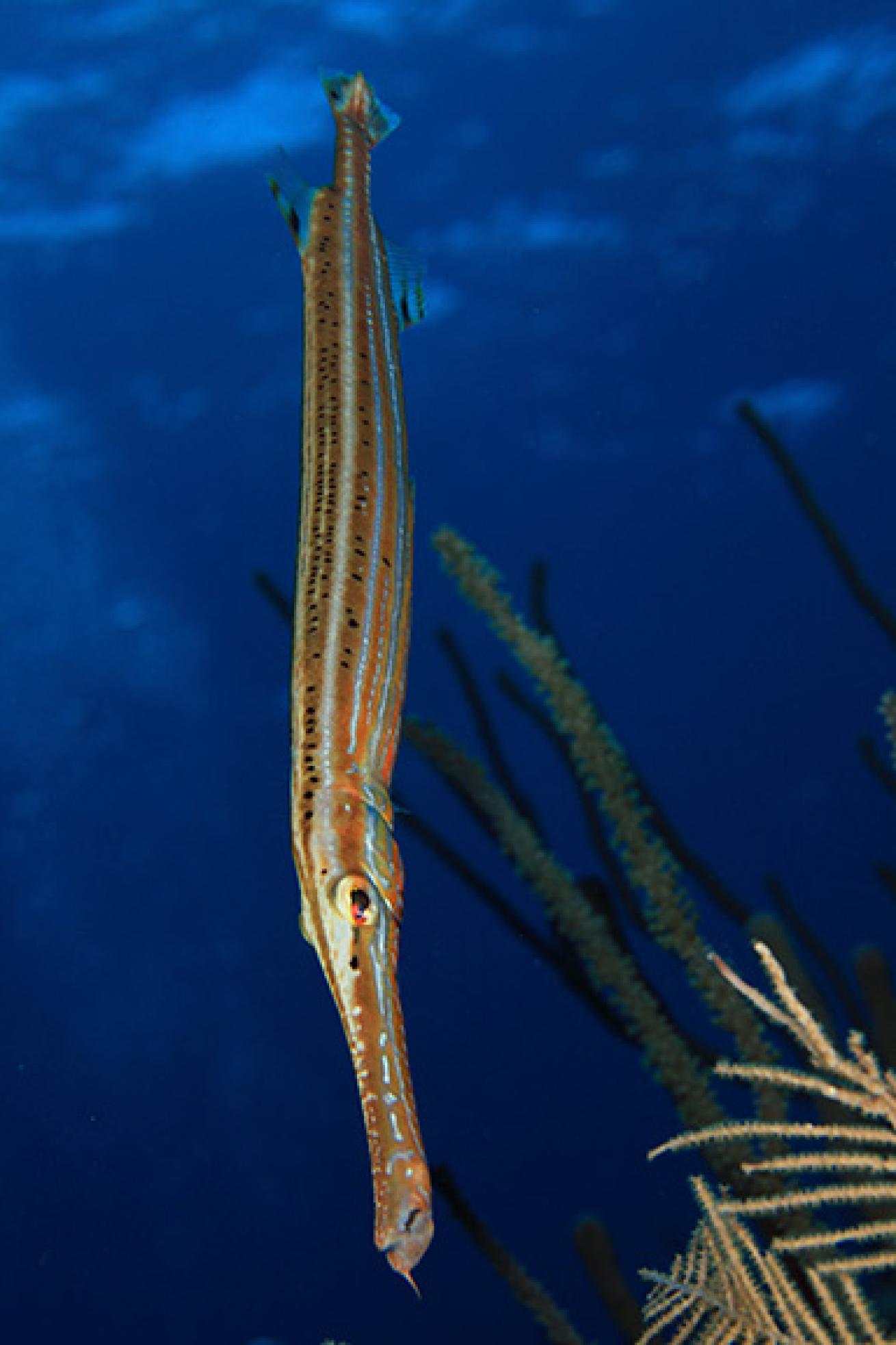shy trumpetfish