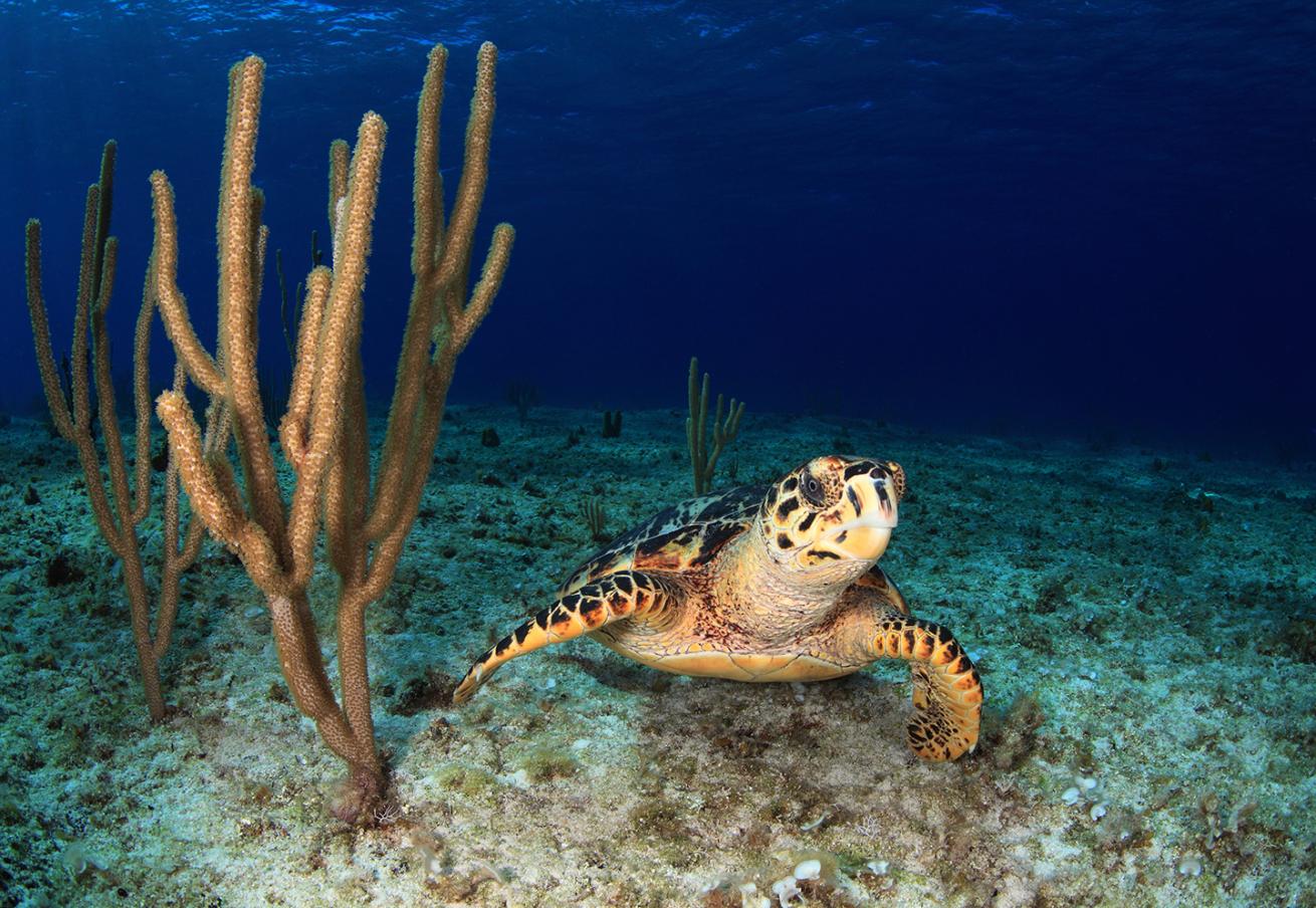 Sea turtle