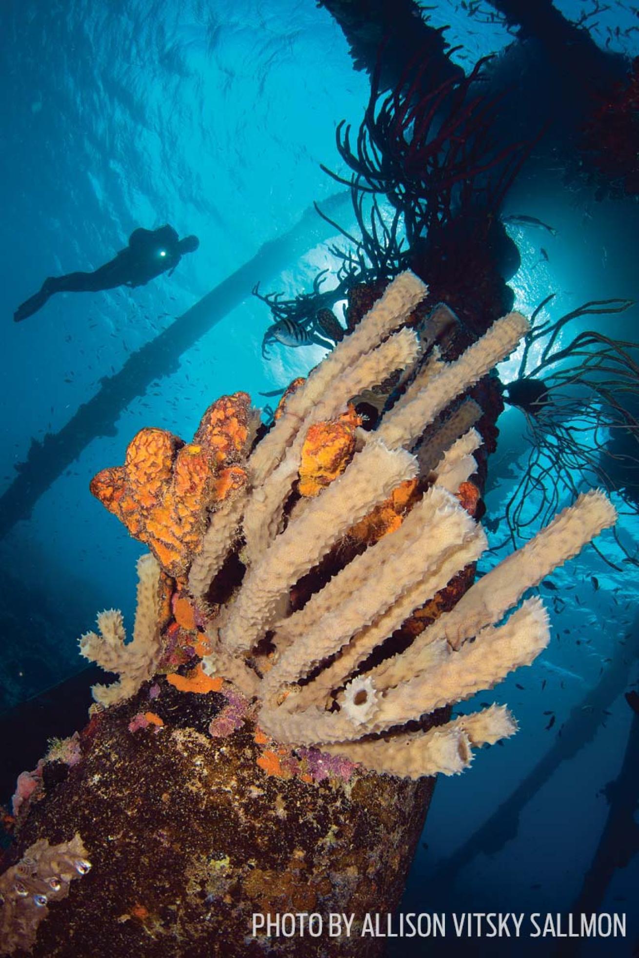 salt pier scuba diving bonaire